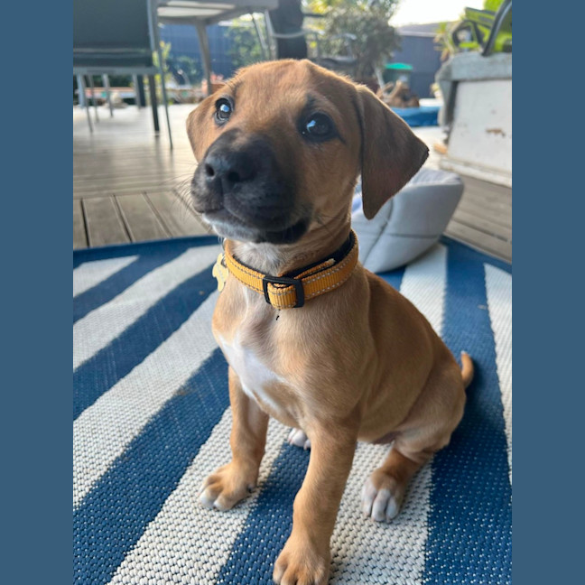 Photo of Goldie