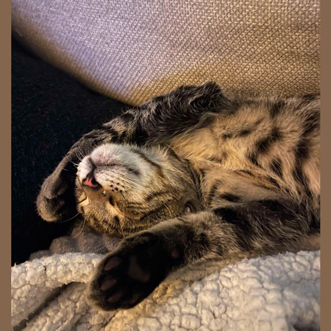 Photo of Narnia & Tumnus 