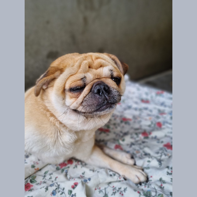 Photo of Phoebe 