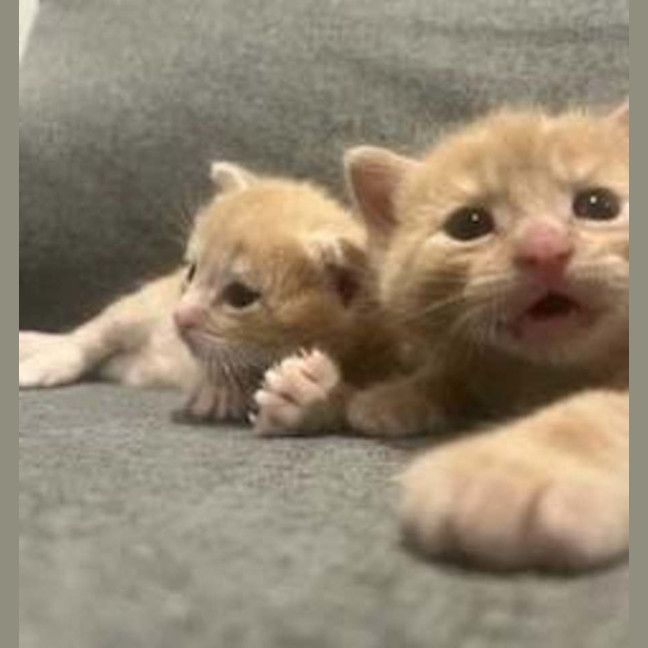 Photo of Merry ** 2nd Chance Cat Rescue**