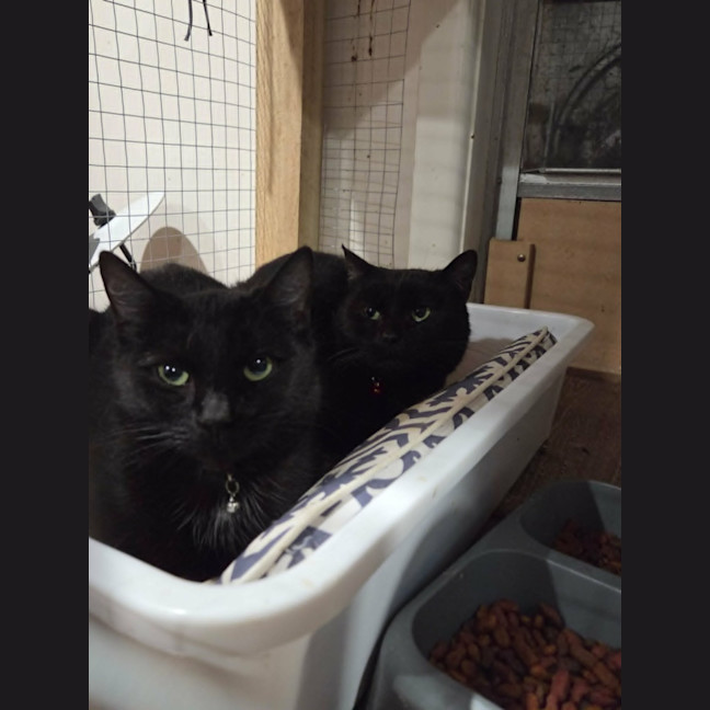 Photo of Kiwi *9 Lives Project Rescue*