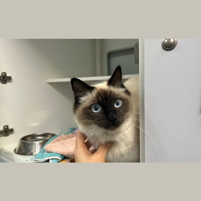 Photo of Luna