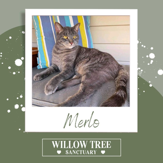 Photo of Merlo