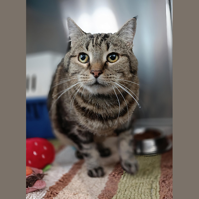 Photo of Shadow