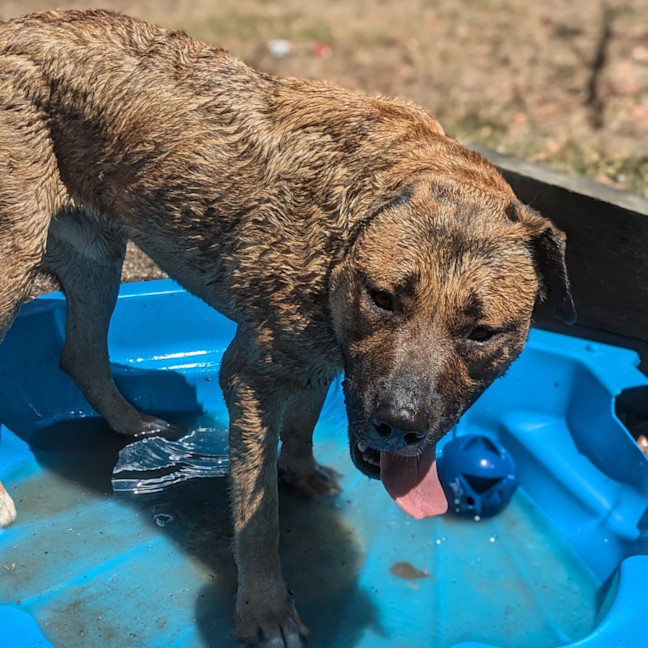 Photo of Tarz