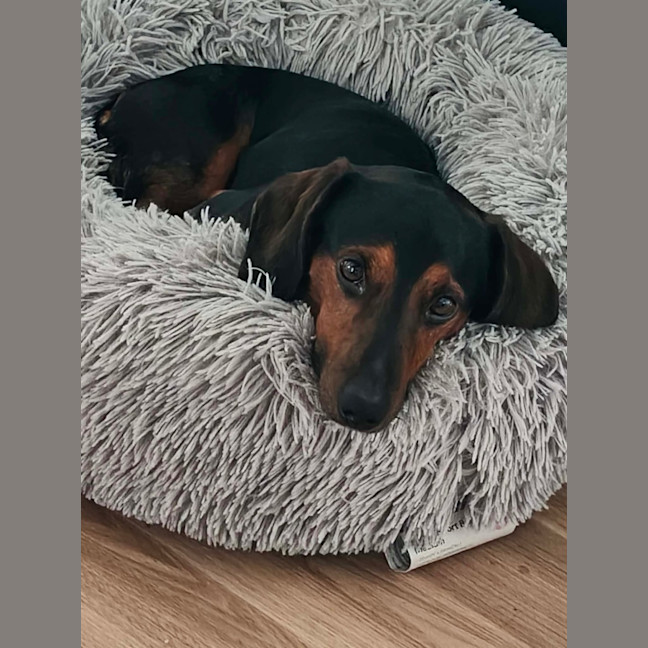 Photo of Hendrix   4 Year Old Dachshund 