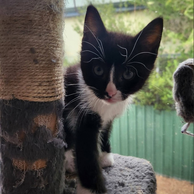 Photo of Stripey