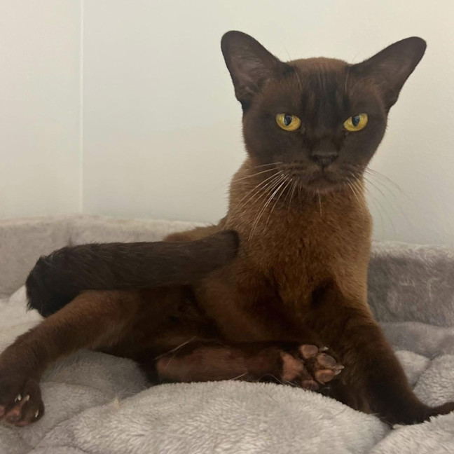 Photo of 12121   Tequila