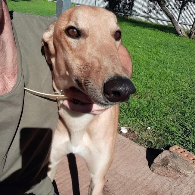 Photo of Hollandaise Sauce