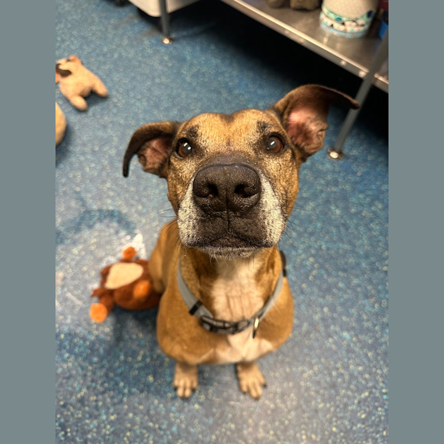 Photo of Diesel