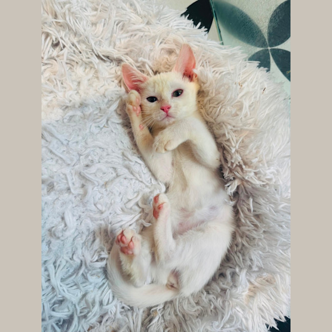 Photo of Boo Boo