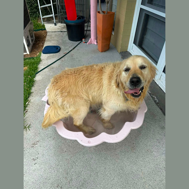 Photo of Max   8 Year Old Golden Retriever