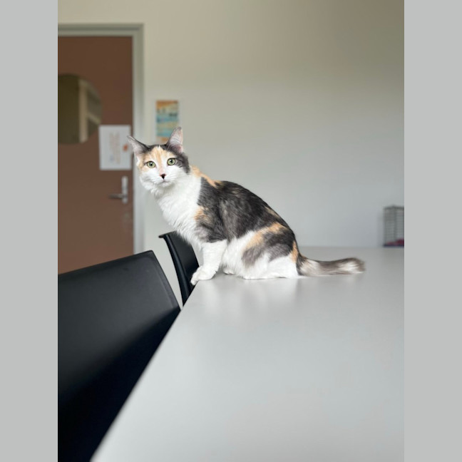 Photo of Cinnamon
