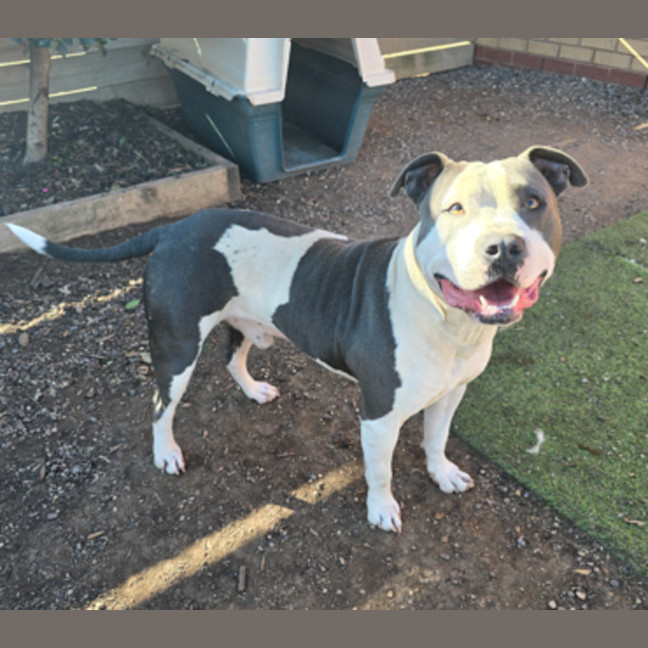 Photo of Chester