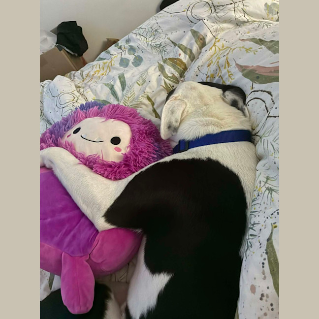 Photo of Tux   18 Month Old Staffy X