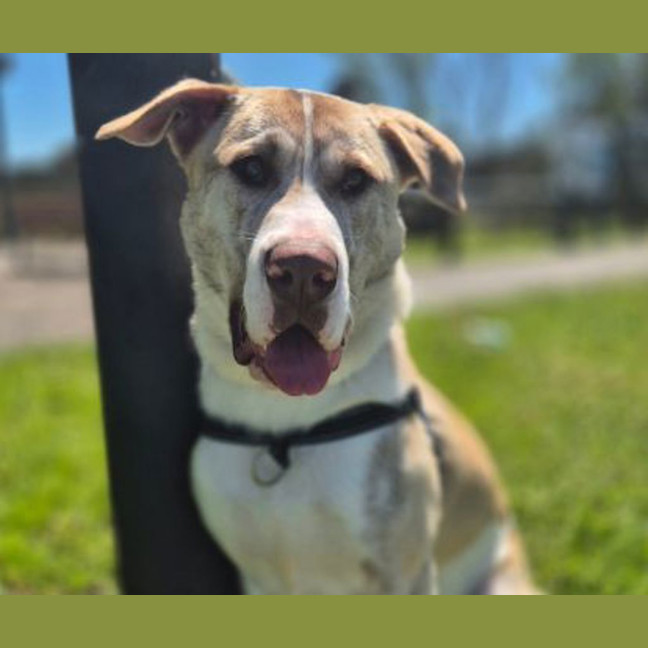 Photo of Ranger