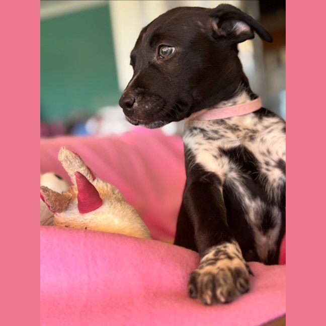 Photo of Cora