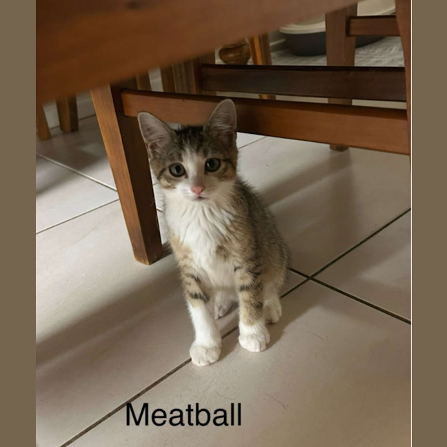 Photo of Meatball 