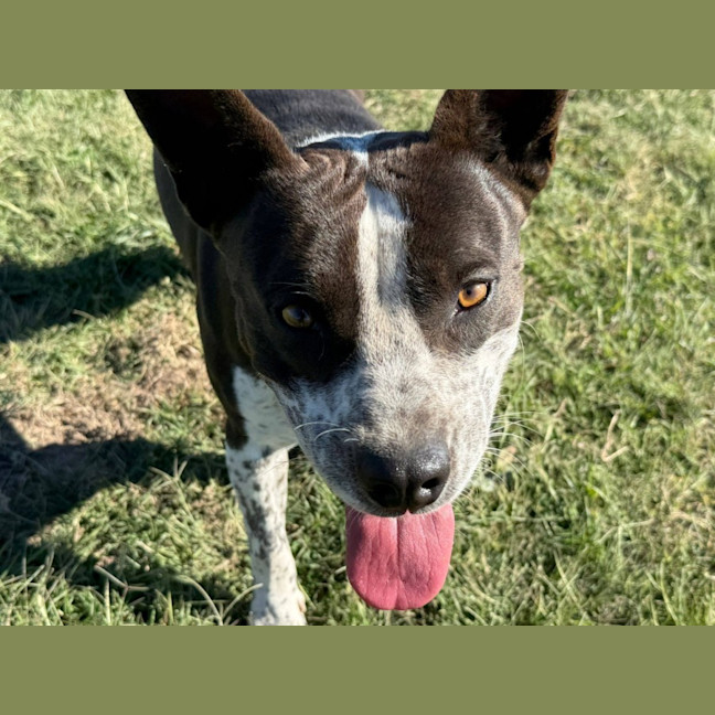 Photo of Charlie