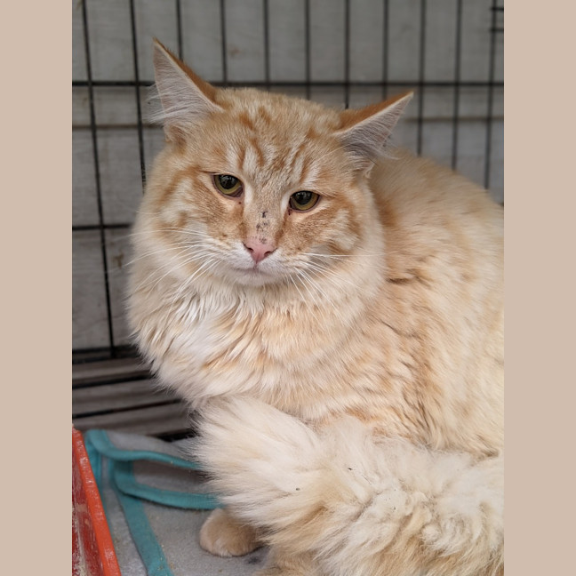 Photo of Digory Flufferkins