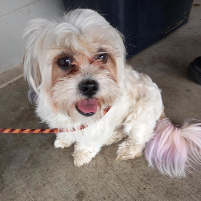 Photo of Sugar