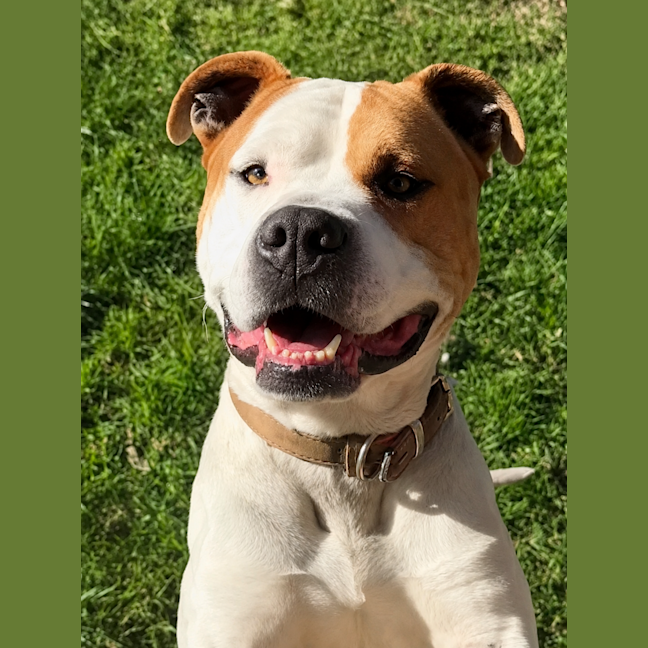 Photo of Odie