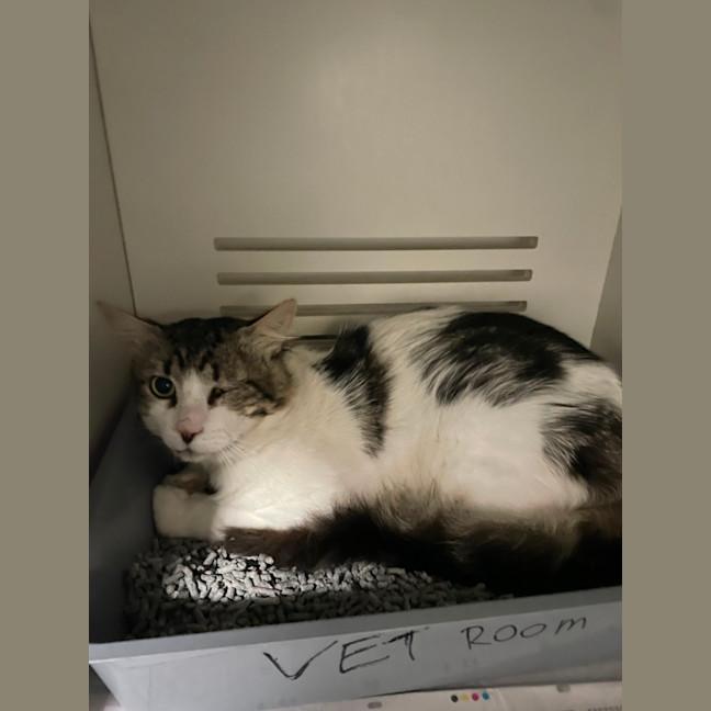 Photo of Luigi *Adoption Pending*