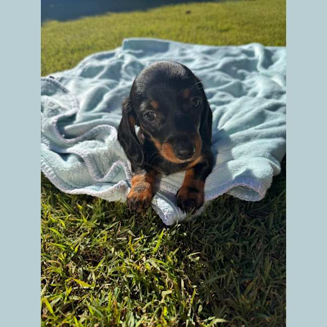 Photo of Betty   8 Week Old Dachshund