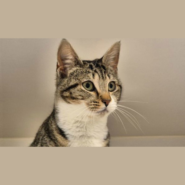 Photo of Panini