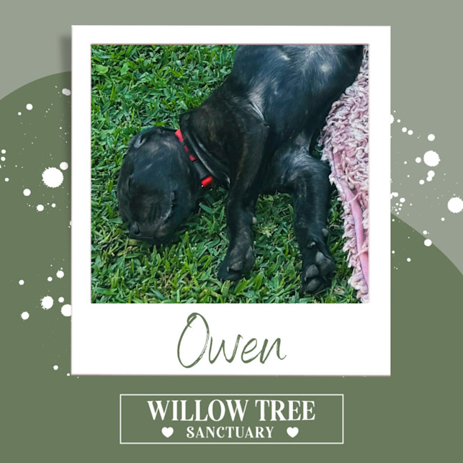 Photo of Owen