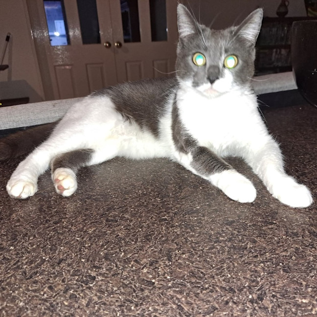 Photo of Missy