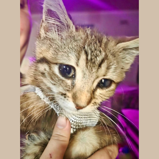 Photo of Pixie