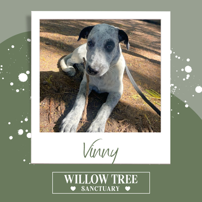 Photo of Vinny
