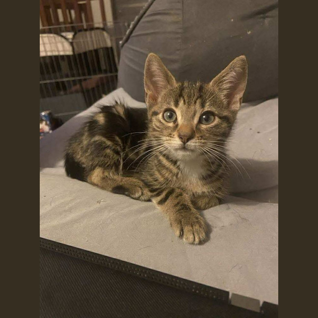 Photo of Jake The Dog