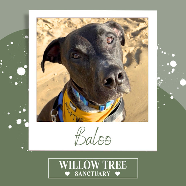 Photo of Baloo