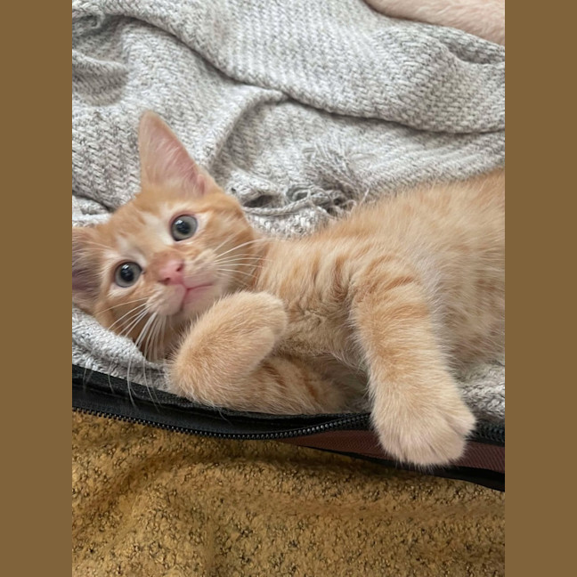 Photo of 🔶 Pumpkin 🔶