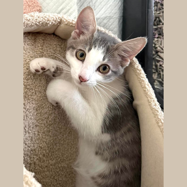 Photo of Toby (Short For Dweezlewamba)