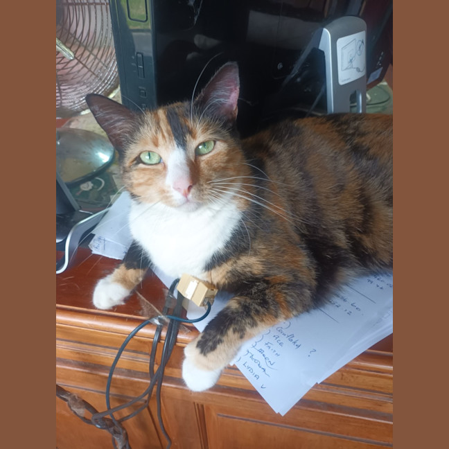 Photo of Pippa