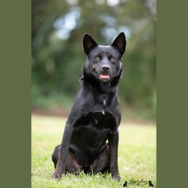 Photo of Boss