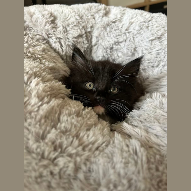 Photo of Theodore   Located In Lower Plenty