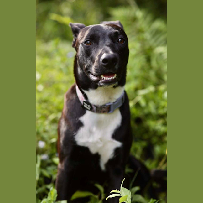 Photo of Krumb *$350 Adoption Fee*