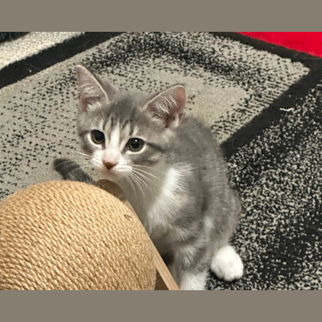 Photo of Bella 🌼🌻