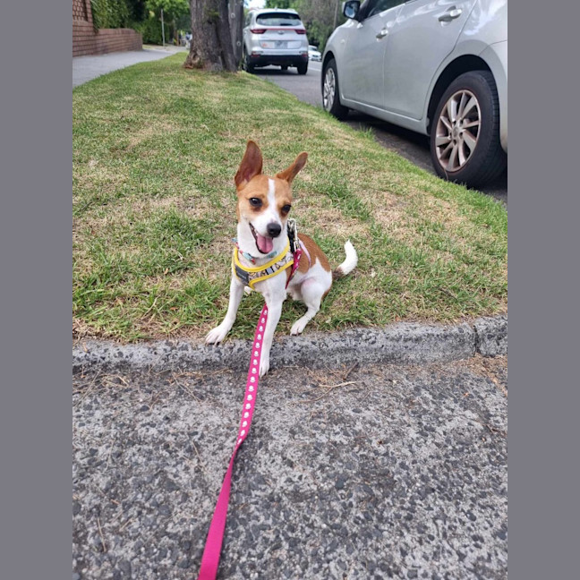 Photo of Dizzy