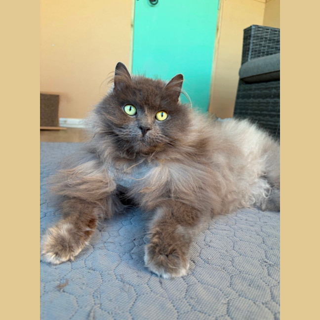 Photo of Lychee