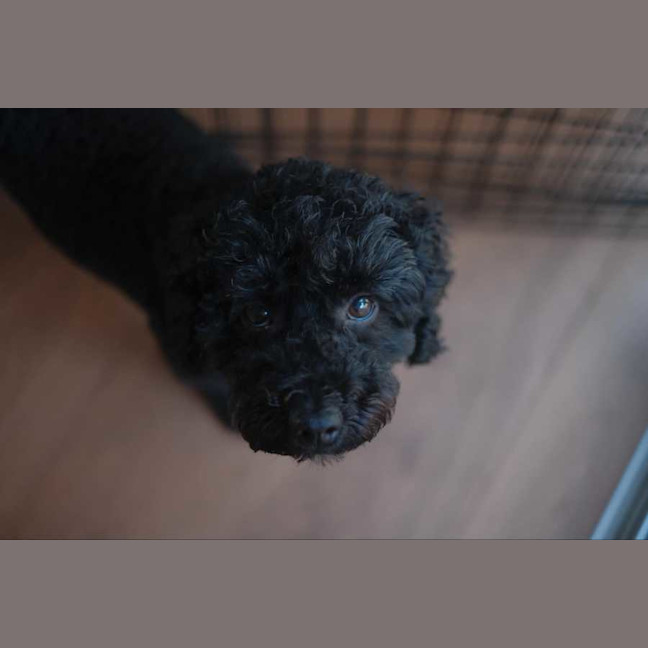 Photo of Smudge   8yom Mini Poodle, Male (On Trial 18/4/25)