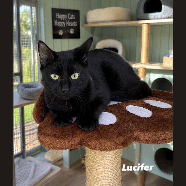 Photo of Lucifer