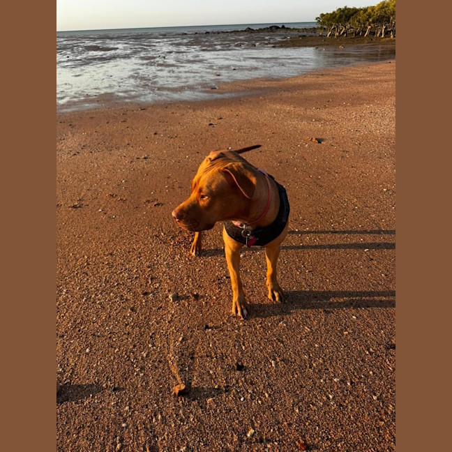 Photo of Clover