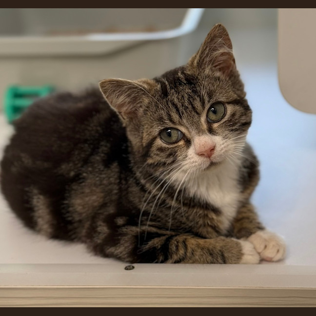 Photo of Maverick