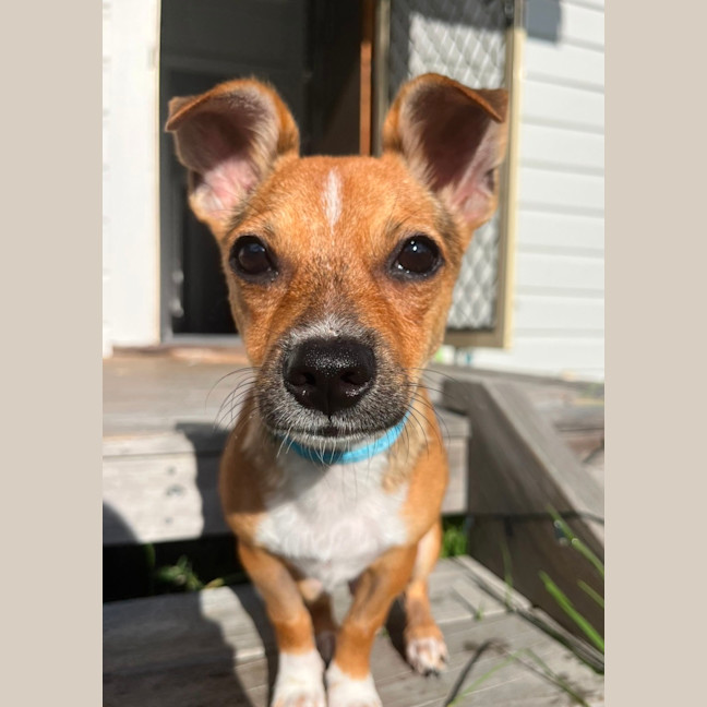 Photo of Timmy   4 Month Old Chihuahua