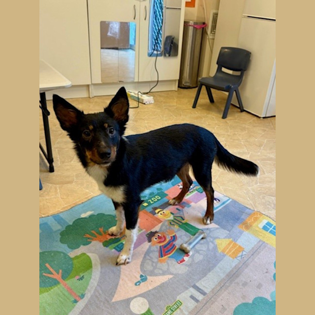 Photo of Poppy   1 Year Old Cattle Dog X